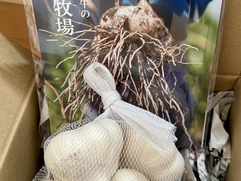 素揚げが大好評！田子町産にんにく【Ｌサイズ】10玉【7月中旬以降お届け】