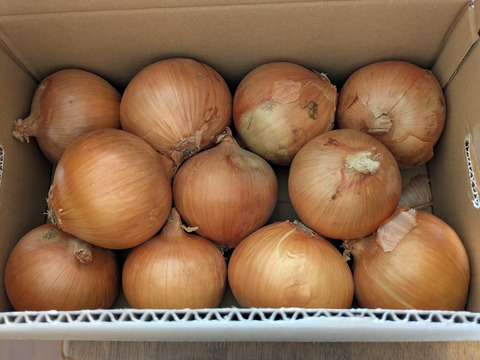 (塩栽培)淡路島産ソルティ玉ねぎ！5キロ美味しいさ甘さグー