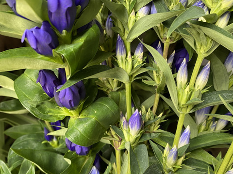 リンドウ　100本　りんどう