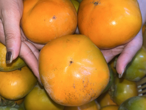 産地直送！ECサイト初出品《送料無料B良品5Kg（キズほぼなし）◎どんどん出荷中◎橋本の種無し柿