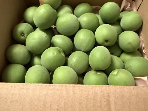 収穫当日に発送！青梅の代表格「白加賀」1kg