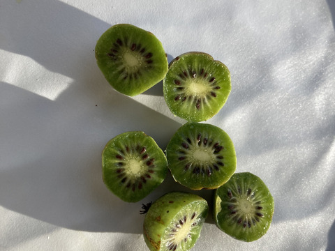 天然　サルナシ　京都産　１キロ 冷凍