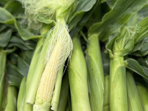 ヤングコーン60本入り