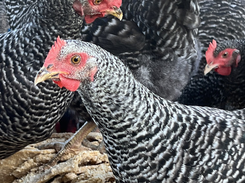 平飼い有精卵　40個　輸入とうもろこし不使用　お陰様で2024食べチョクアワード畜産部門1位