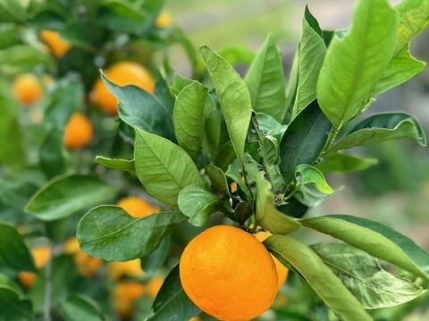 果汁たっぷり、この味衝撃！　ゆら早生　由良　【訳あり　３kg】