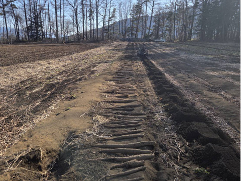 しゃきしゃきの「信州産長芋」(ご家庭用・5㌔入)