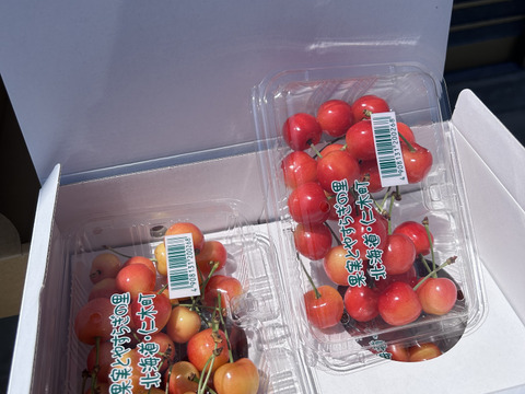 北海道仁木町産　佐藤錦720g(180g×4p)