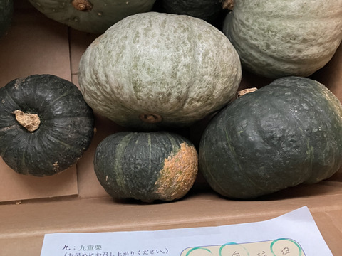 センスのいい お歳暮 訳あり品 富良野産 かぼちゃ詰合せ 10kg：北海道産のその他 野菜
