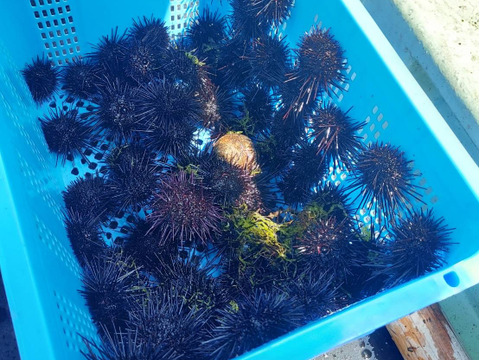 【4～6月限定】旬の味！塩水うに100ｇ✖️2