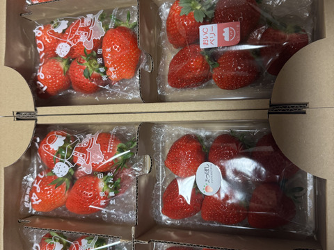 【特価継続中】いちご中身おまかせ8パック 【よつぼし】【おいCベリー】【やよいひめ】から品種サイズはおまかせ(1〜２品種)でお届け‼︎ 朝採りをその日のうちに発送します(^^)