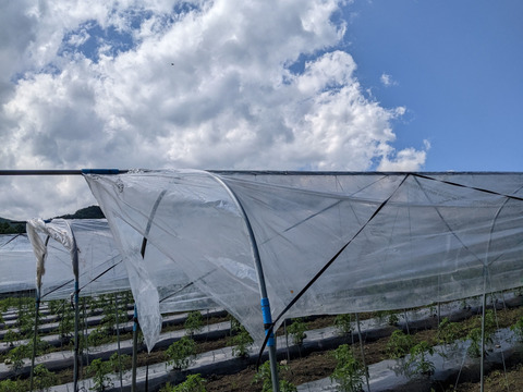 【ゲン担ぎ福袋】自然栽培トマトソース3個+全粒粉入りパスタ3袋セット