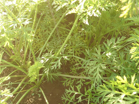 【農薬化学肥料不使用】甘くて栄養豊富！にんじん 人参 ベーターリッチ 箱込み2kg