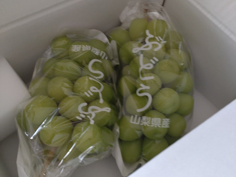 【予約販売！💚朝採れ山梨シャインマスカット】１キロ ２房でお届け！一度食べたら忘れられない 【生産量日本一の山梨県産】