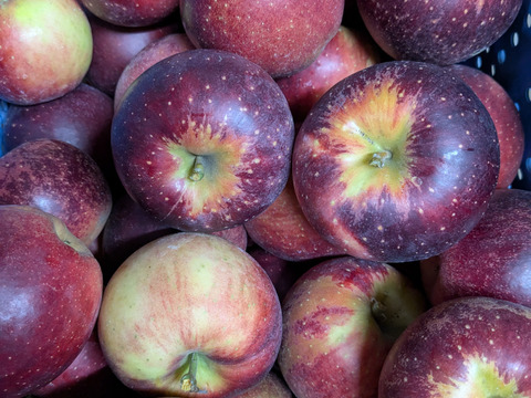 信州りんご🍎C品8キロ：長野県産のふじ｜食べチョク｜産地直送(産直)お