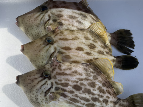 日間賀島漁師直送 天然カワハギ2 3匹 0 9kg 必ず活きた個体を 血抜き 神経締めをしてその日のうちに発送します 愛知県産の魚介類 食べチョク 産地直送 産直 お取り寄せ通販 農家 漁師から旬の食材を直送