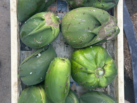【訳あり】！青パパイヤ（ご家庭用・２kg）