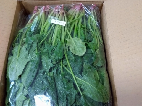 [定期購入] ギュッとお得用セットＭサイズ(約10品)