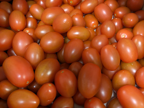 【食べチョク新人賞🏅】やみつきになる甘さ🍅高糖度フルーツミニトマト2Kg