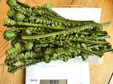 森で採ってくる天然コゴミ　500gセット