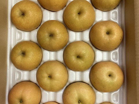 【鳥取県オリジナル品種】 新甘泉　梨　約5kg