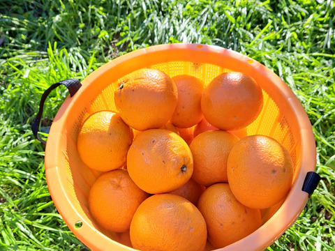 有機栽培 伊予柑 5kg