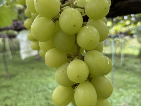 【大好評】【クール便】とっても甘くてジューシーなシャインマスカット！
【ご家庭用】 ２㎏以上
S-k2