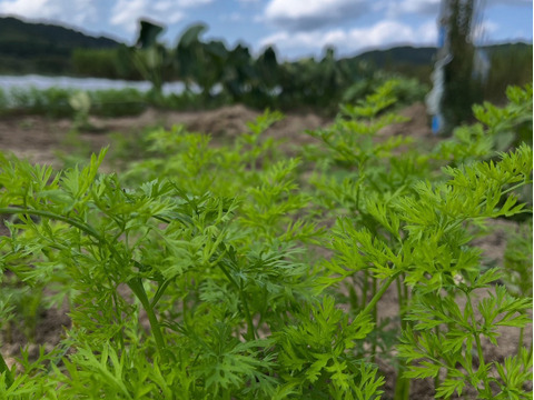 夏の終わり感じる野菜Sセット（１～３人向け）