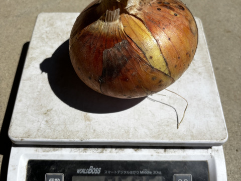 🉐ｾｯﾄ【自然栽培】特大玉ねぎ5kg＋じゃがいも1kg