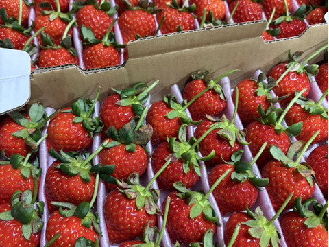 大切な方へイチゴで想いを届ける！「品種：恋みのり（3L以上）」（1.3kg）