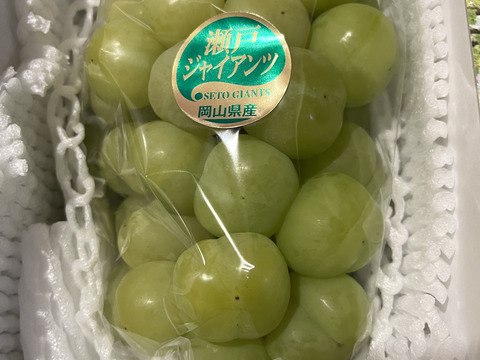 フルーツ王国岡山が生み出した厳選瀬戸ジャイアンツ大房☆