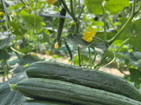 太陽のごちそう！パリッとひなたきゅうり お買い得5kg（箱重量込)