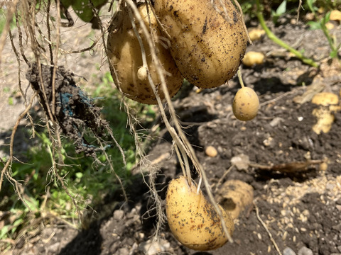 掘りたて新鮮‼️男爵‼️5キロ入‼️