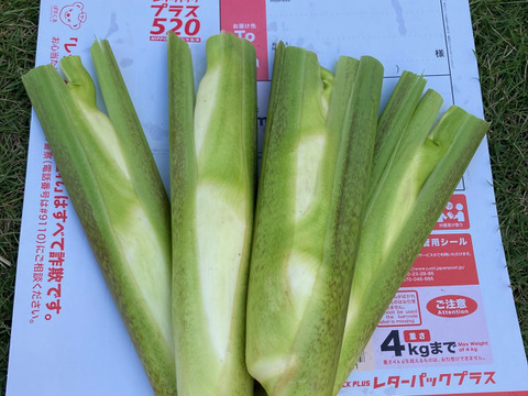 【今が旬:送料割安】大磯マコモ4本セット【お試しサイズ/レターパックプラス】