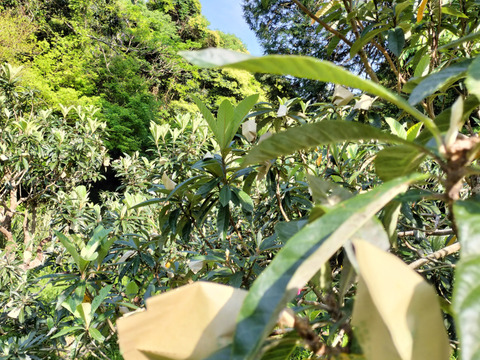 【ビワ農家のおやつ】冷凍房州びわ 450g