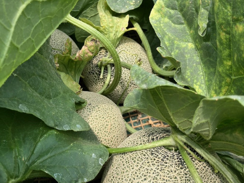 【茨城県 旭村産】 イバラキング&クインシーメロン詰め合わせ【2玉】