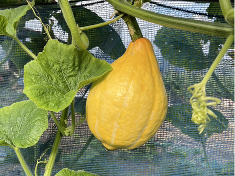 夏の終わり感じる野菜Sセット（１～３人向け）