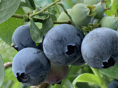 【販売終了】”ベリーさん”の完熟ブルーベリー品種ミックス 500g（125g×4パック）【生食用】