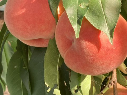 感動の甘さ！桃源郷福島の『大きめあかつき』（３kg箱9〜12個）【本州の方限定】