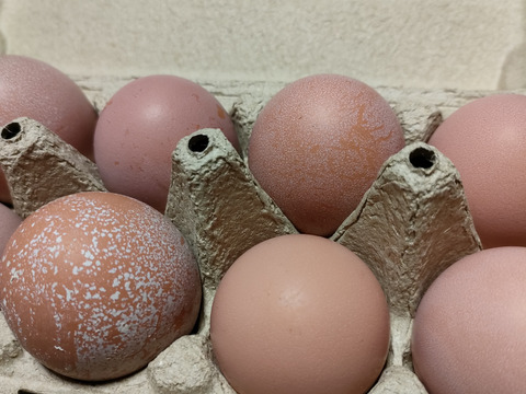 あずさの平飼い卵40個