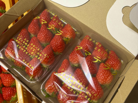 人気カラーの 幻の高級いちご アマテラス Lサイズ 2パック：長崎県産の 果物