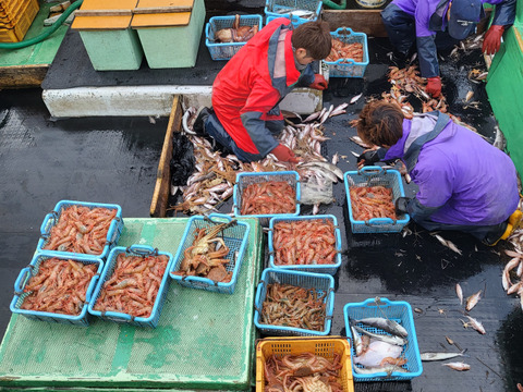 【-60冷凍】鮮度抜群！甘〜いボタンエビ中小混ざり3パック900g