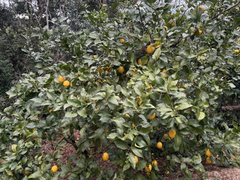 農薬不使用　レモン2ｋｇ箱込み
和歌山県産　ユーレカ【防腐剤・ワックス不使用】