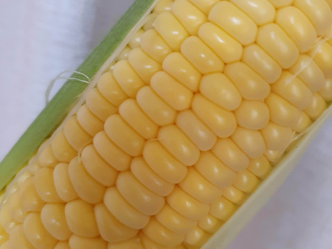Mサイズとうもろこし10本（ゴールドラッシュ）
熊本県産　生でも食べられます。濃い甘さが特徴