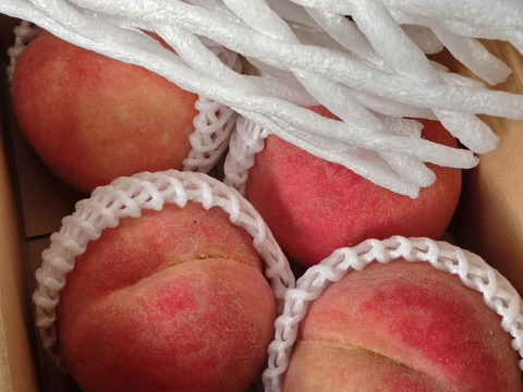 【さくら白桃】硬い、甘い、うまい、これ桃！？桃なんです！1.5kg