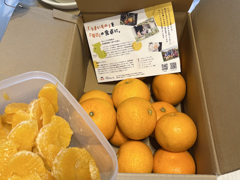 ★あなたの常識が変わる！プリプリジューシーなさつき八朔🍊（樹上超熟八朔）麗品 4kg