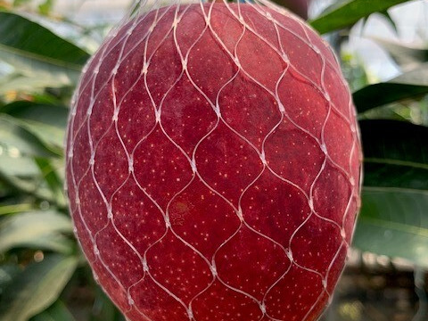 南国鹿児島産　完熟アップルマンゴー　3～4個入り（約650g）【お手頃価格】【数量限定】【夏ギフト】