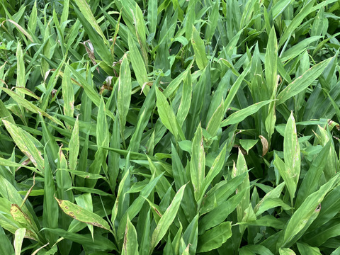 旬は一瞬！天然秋みょうが400g