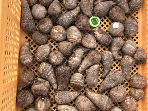 おおふくの里芋ミニサイズ2キロ