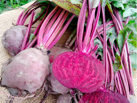 大地がくれた真っ赤なごちそう!　ビーツ1.5kg