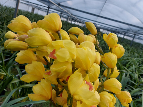 【切り花6本】 シンビジウムの切り花